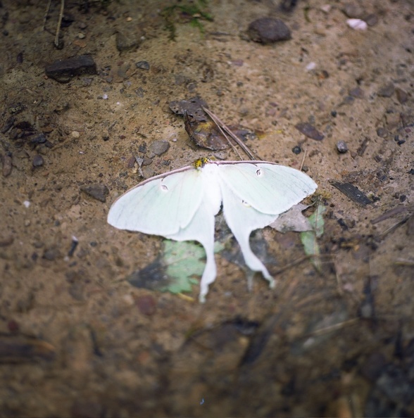 Red River, Luna Moth